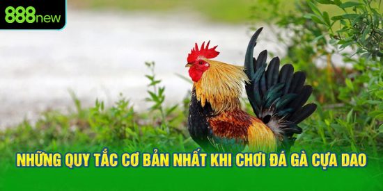 Những quy tắc cơ bản nhất khi chơi đá gà cựa dao